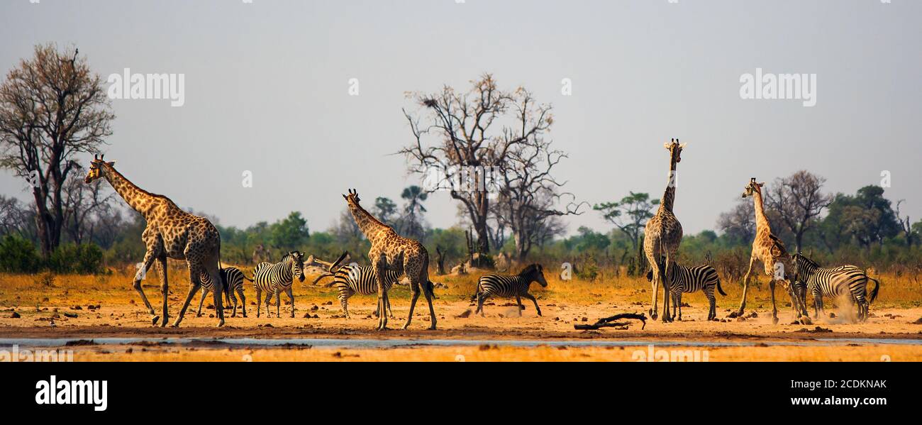 Panoramic scene of a vibrant waterhole in Hwange National Park.  Zebras and Giraffe congregate around a small waterhole in the midday sun, heat Haze a Stock Photo