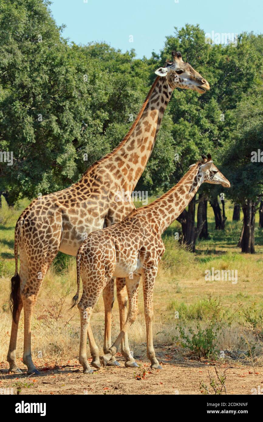 Mother and Baby Giraffe standing in South Lunagwa National Park with a natural bush background Stock Photo