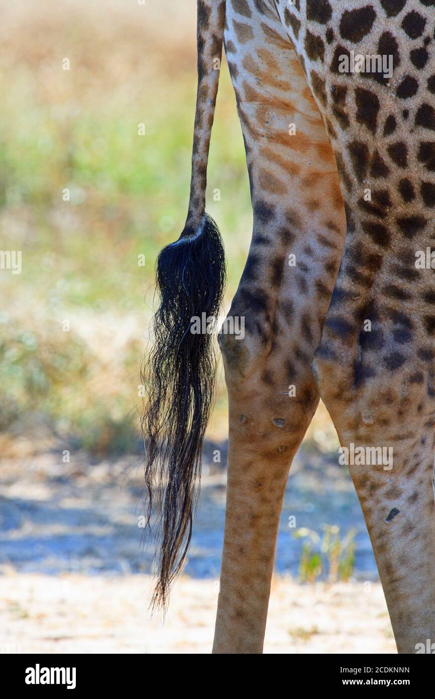 Giraffe tail hi-res stock photography and images - Alamy