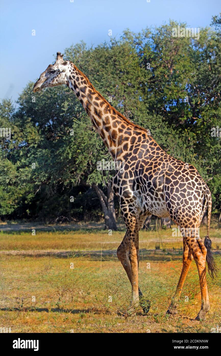 Large Adult Male Giraffe (Giraffa camelopardalis) strolling across the African Plains with a bushveld background in Hwange National Park, Zimbabwe Stock Photo