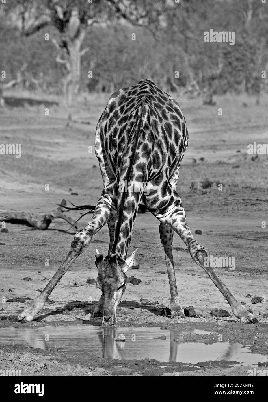 Lone Giraffe bending down taking a drink from a small puddle of water in Hwange National Park, Zimbabwe Stock Photo