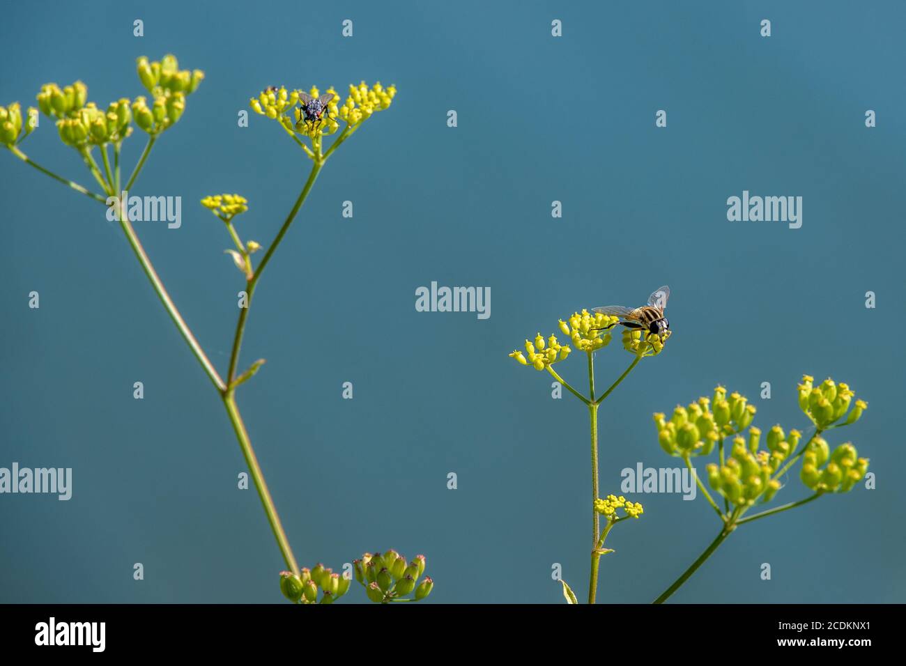 Masquerading Syrphid Fly on Bupleurum falcatum growing wild in the Dolomites Stock Photo