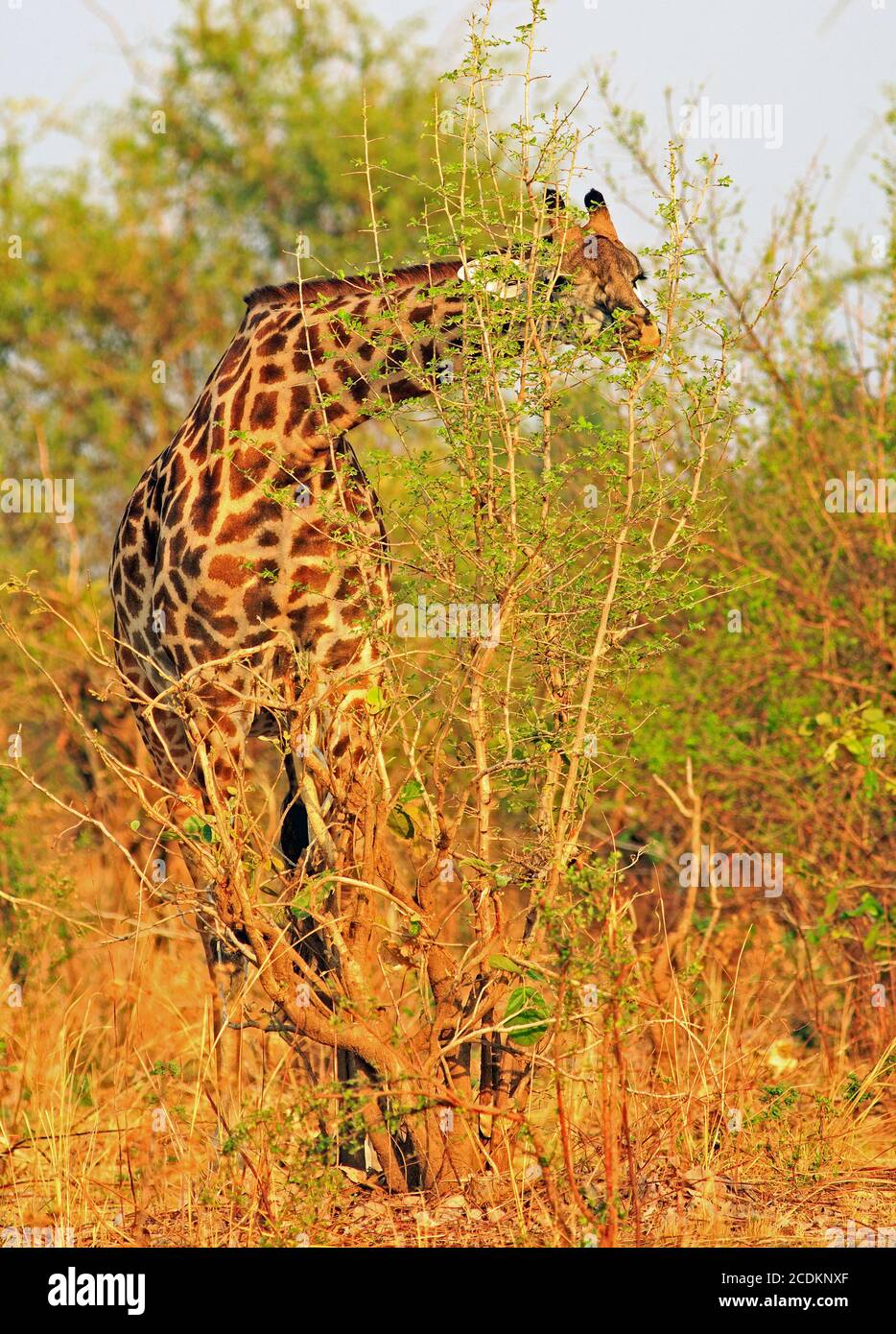 Thornicroft Giraffe -  also known as Rhodesian Giraffe -  feeding on a green vibrant bush. The Giraffe is bending slightly and is looking through the Stock Photo