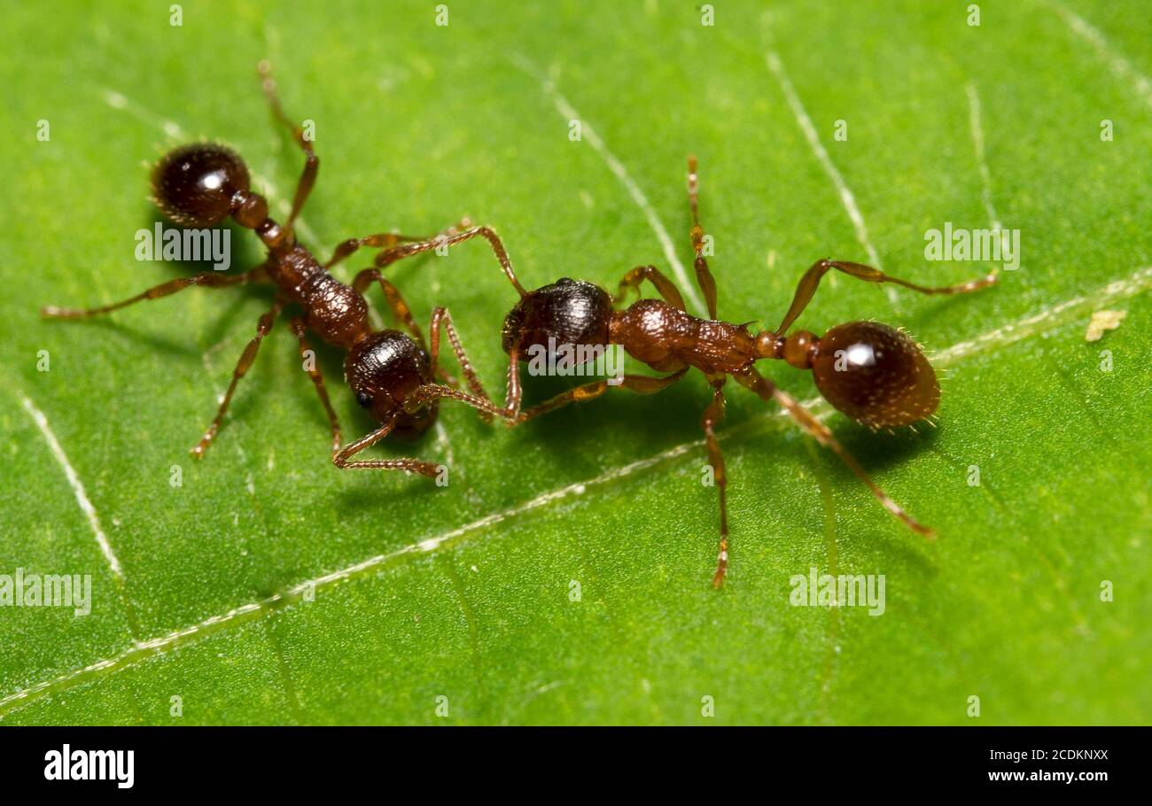 Macro shot of red wood ants. Formica rufa. Stock Photo