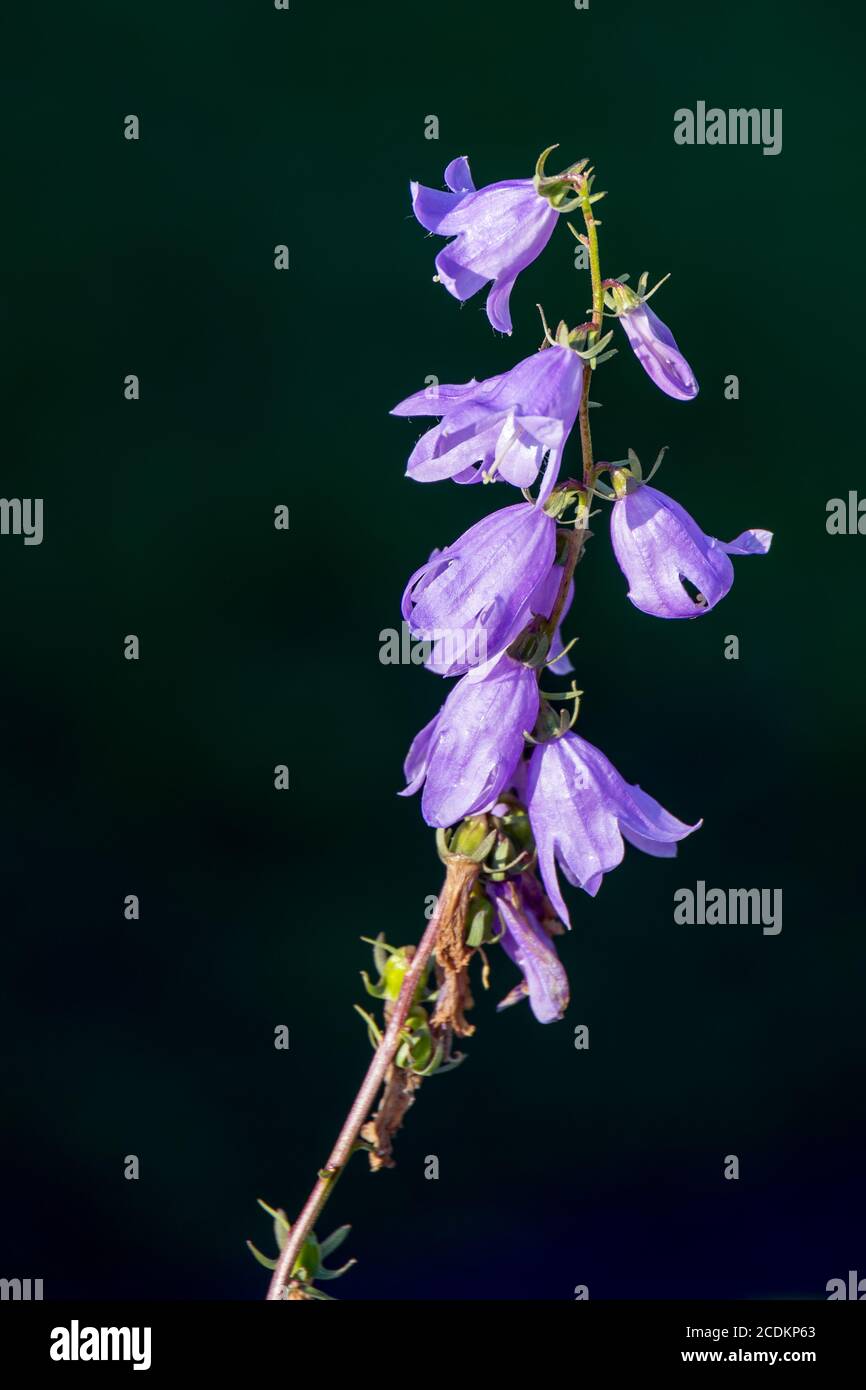 Sunlit Harebell flowering in a garden in Candide Italy Stock Photo