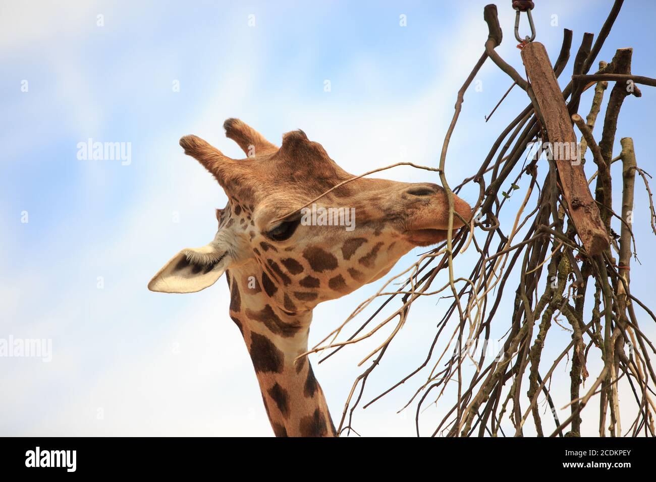 Close up of a Reticulated Giraffe (Giraffa reticulata) browsing on dry tree branches with a natural blue sky background Stock Photo