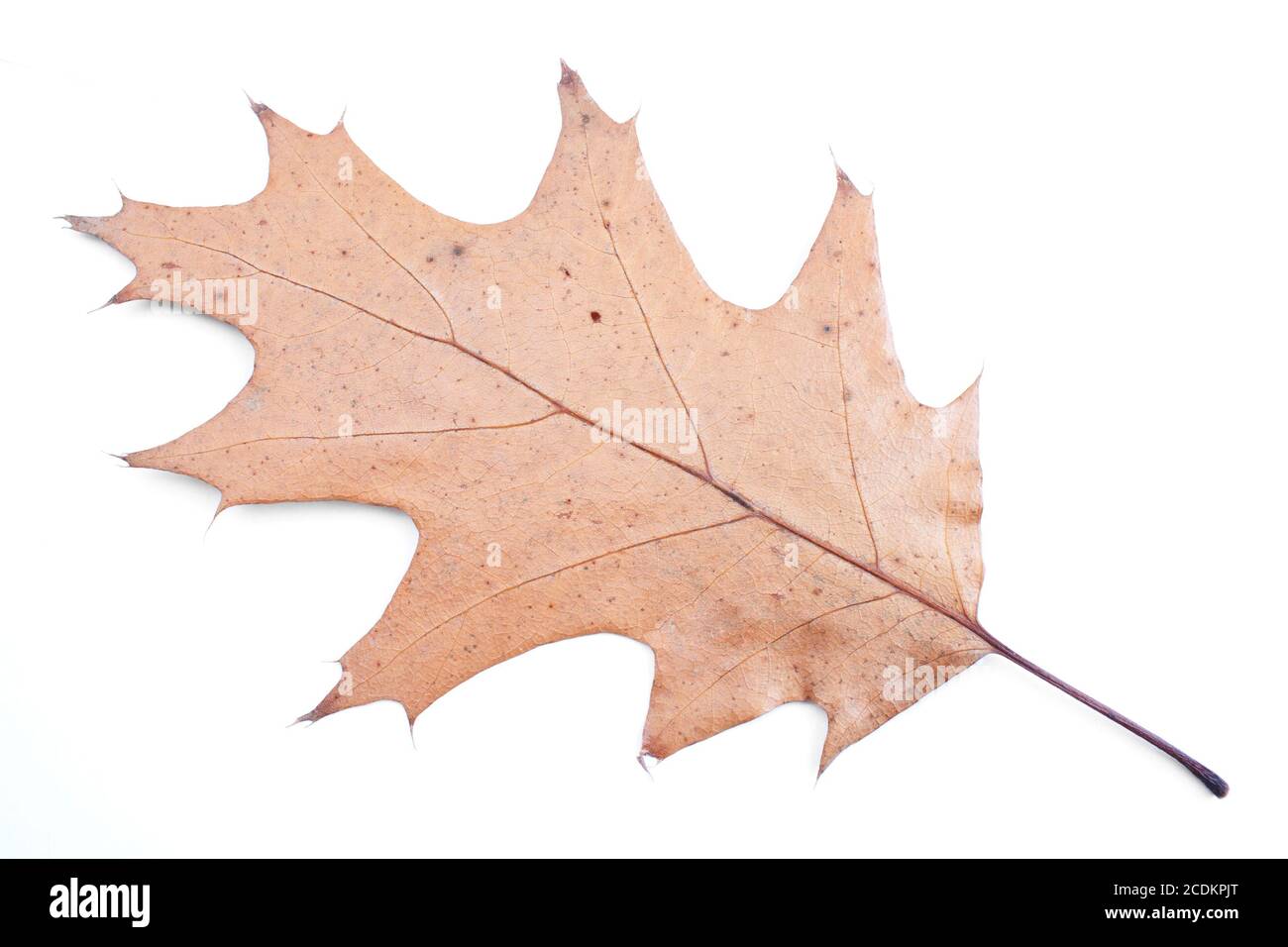 Autumn yellow leaf isolated on white background Stock Photo - Alamy
