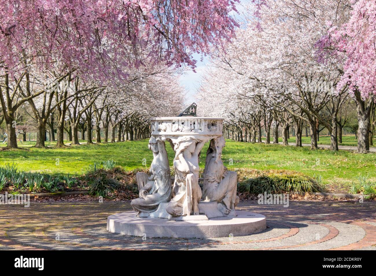 Sundial and Beautiful Pink Cherry Blossoms with Trees in Full Bloom and