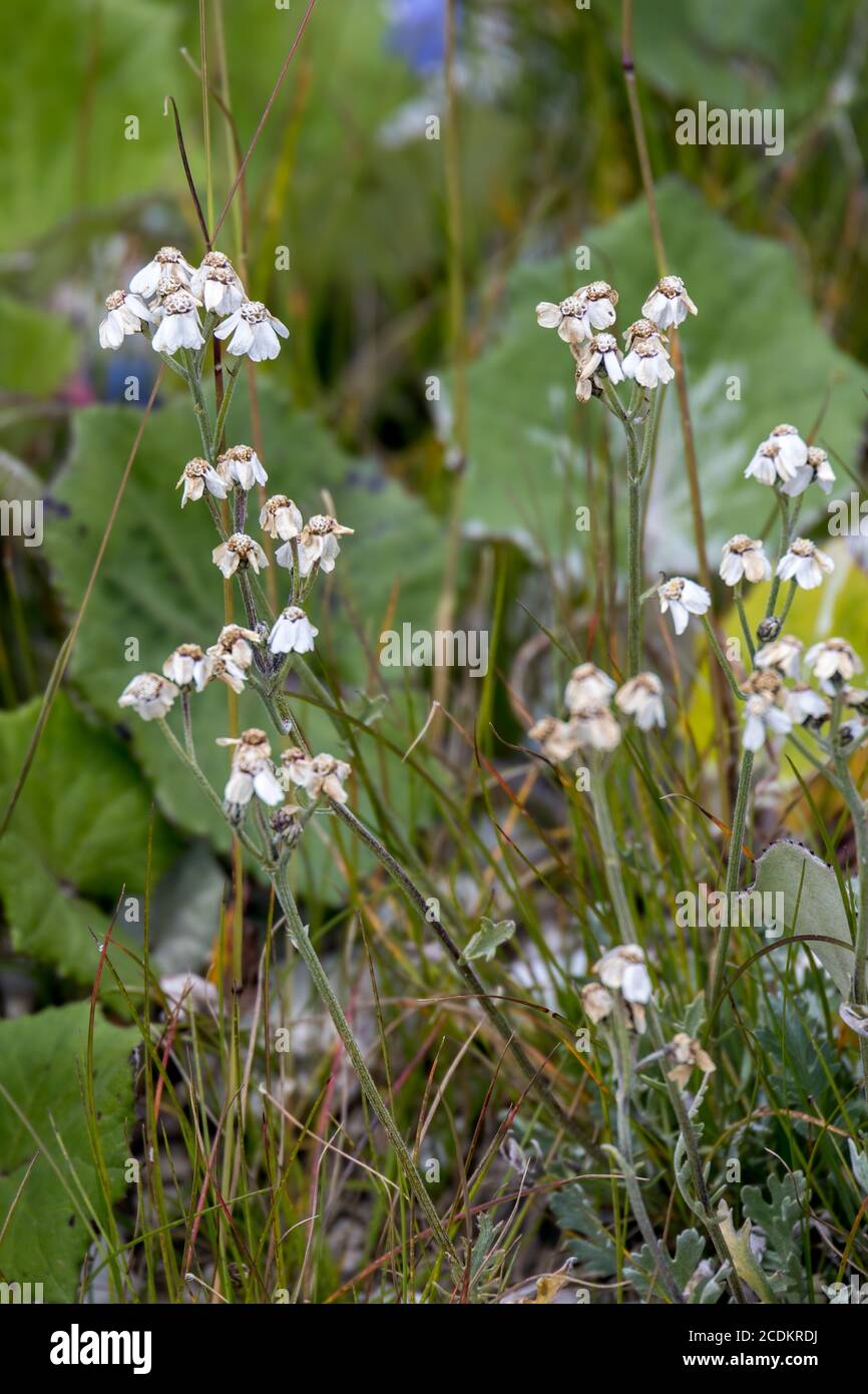 Flowerhead of a Common Yarrow (Achillea millefolium L.) blooming in the Dolomites Stock Photo