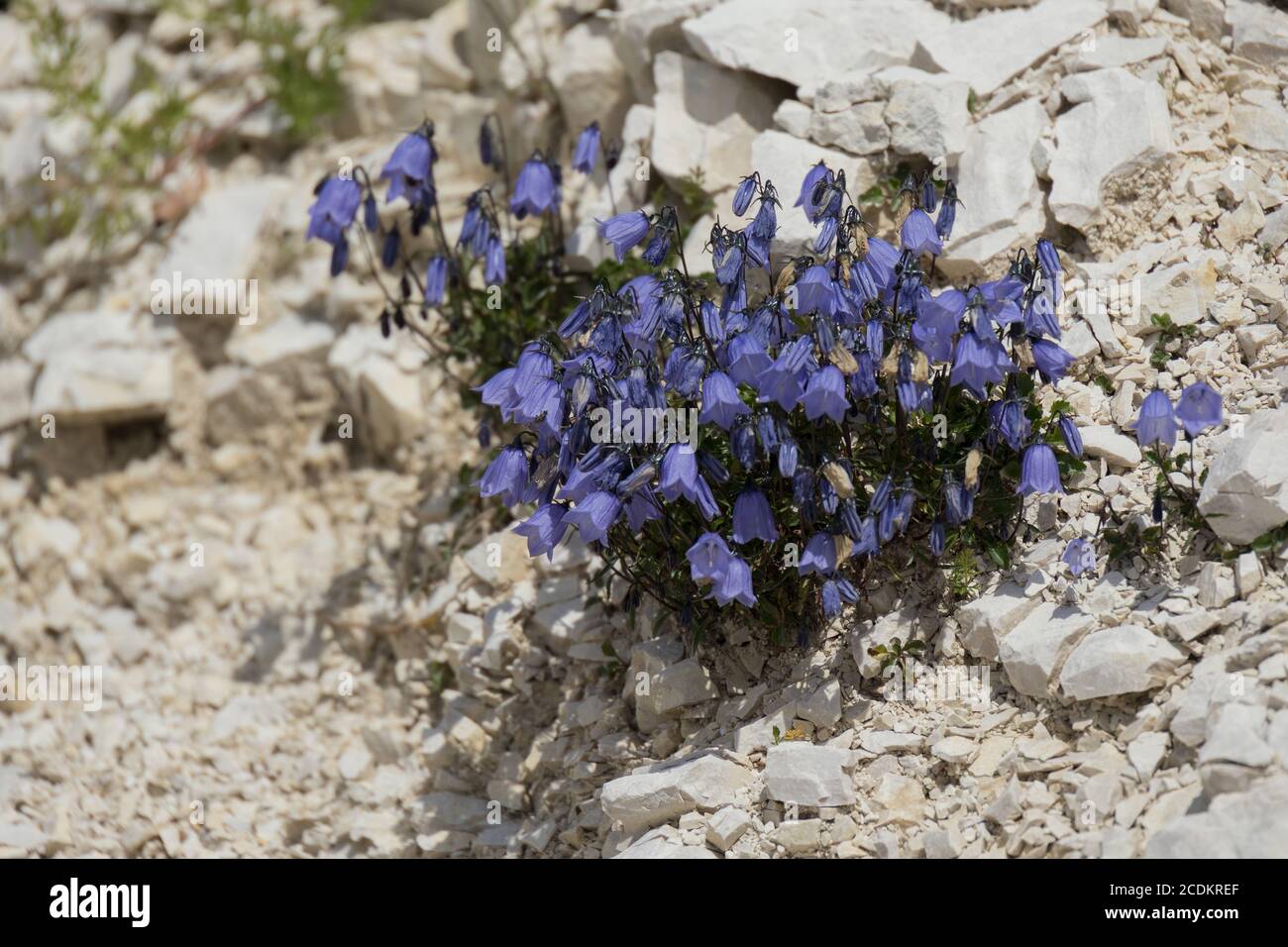 Bellflower (Campanula cochleariifolia) growing wild in the Dolomites Stock Photo