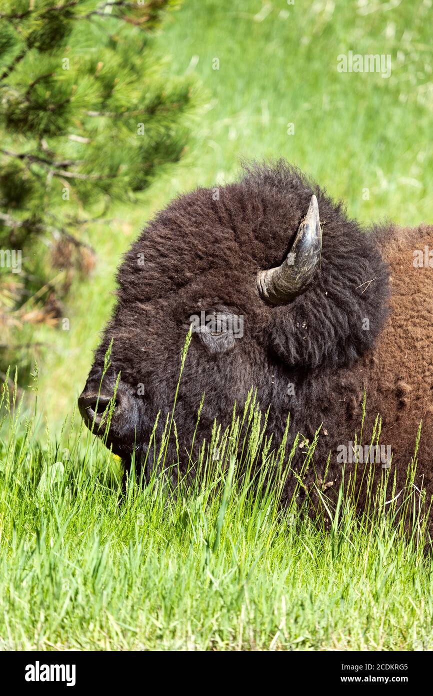 American Bison (Buffalo) grazing in the grass at Custer State Park ...