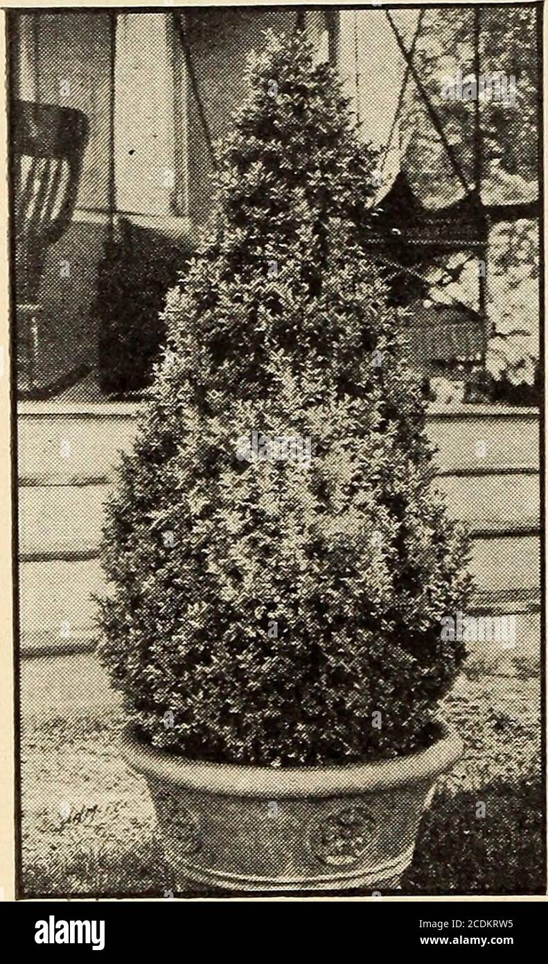 . Harrisons' nurseries . $2 00 3 to 4 feet 3 00 4 to 5 feet 4 00 5 to 6 feet 5 00 6 to 7 feet 7 50 Yew, Japanese {Taxus cuspidata hrevifolia). 12 inch i 50 Yew, Trained. 2 to 3 feet 2 50 10 I17 50253540601222 0000 GOGO50SO BROAD-LEAVED EVERGREENS Parcel Post. We do not ship these plants by parcel post Each 10 Azalea, Evergreen {Azalea amcena). 12 inch $1 50 $12 50 Azalea Hinodegiri. 12 inch i 50 12 50 Azalea, Japanese {Azalea mollis). 12 to 18 inch ... i 00 9 00 BOXWOOD {Buxus suffruticosa). A dwarfvariety. Splendid for planting in win-dow-boxes, and is much used for edgingalong walks and abou Stock Photo