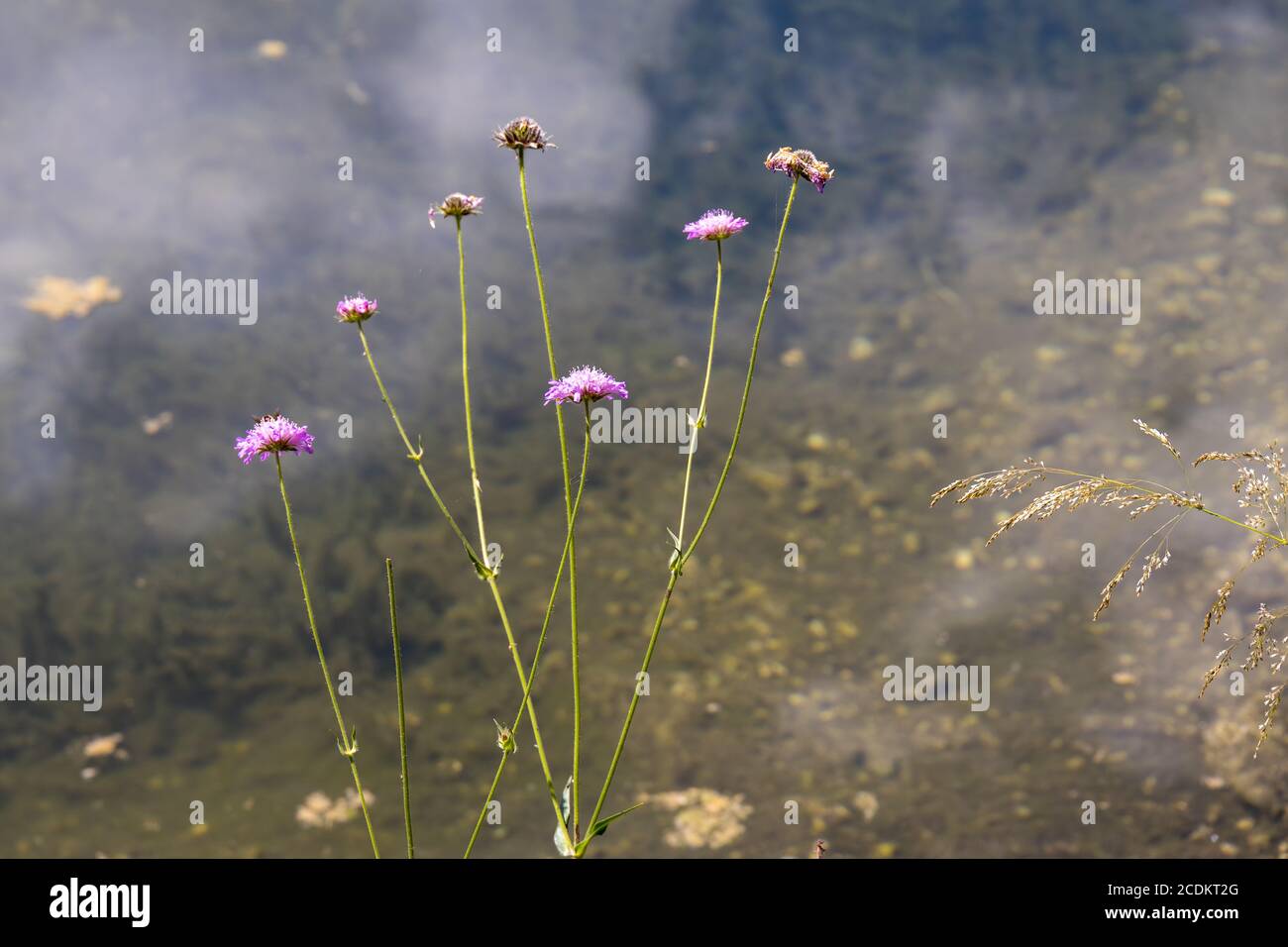 Aster Alpinus flowers growing wild in the Dolomites by Lake Misurina Stock Photo