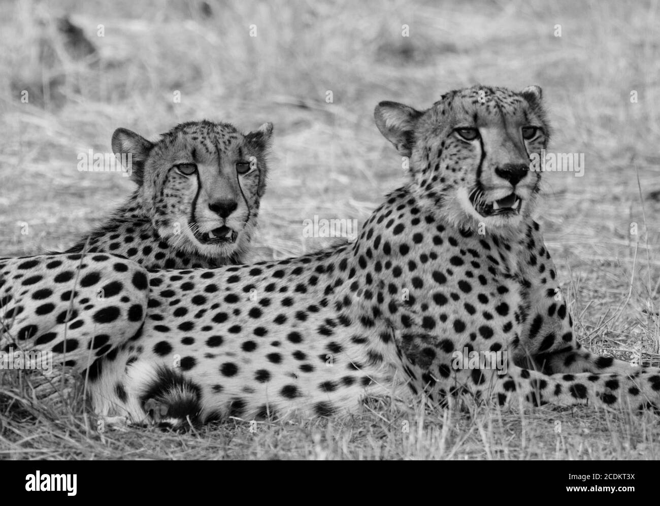 Two Brother Cheetahs resting on the African plains in Hwange National Park, Zimbabwe Stock Photo