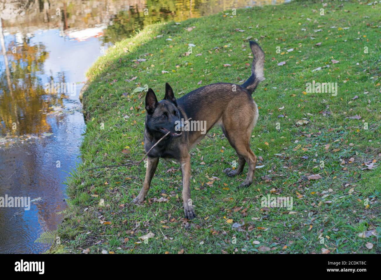 Belgian shepherd Malinoi playing with stick in the mouth on river margins. Playful dog outdoor. Guard dogs playing near rivers ir water. Stock Photo