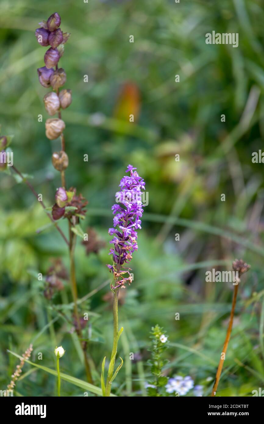 Fragrant orchid or chalk fragrant orchid (Gymnadenia conopsea) growing wild in the Dolomites Stock Photo