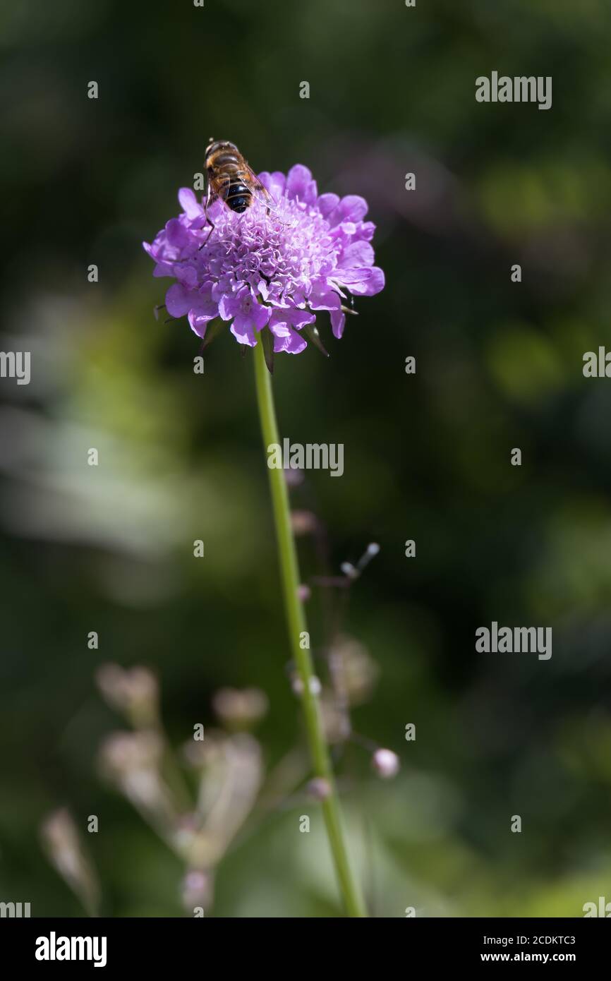 Aster Alpinus flowers growing wild in the Dolomites Stock Photo