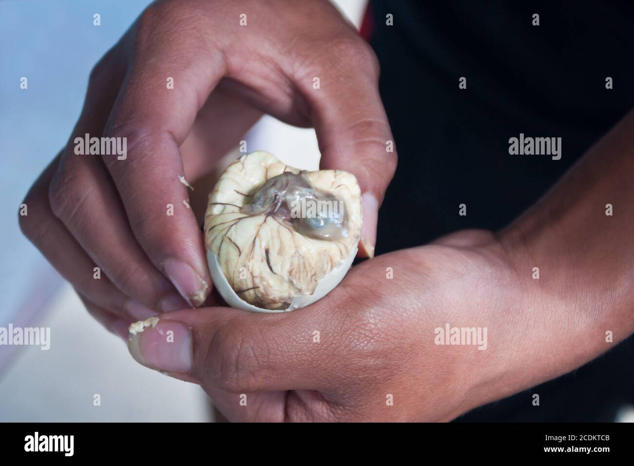 hands holding balut - breeded, cooked duck-egg Stock Photo
