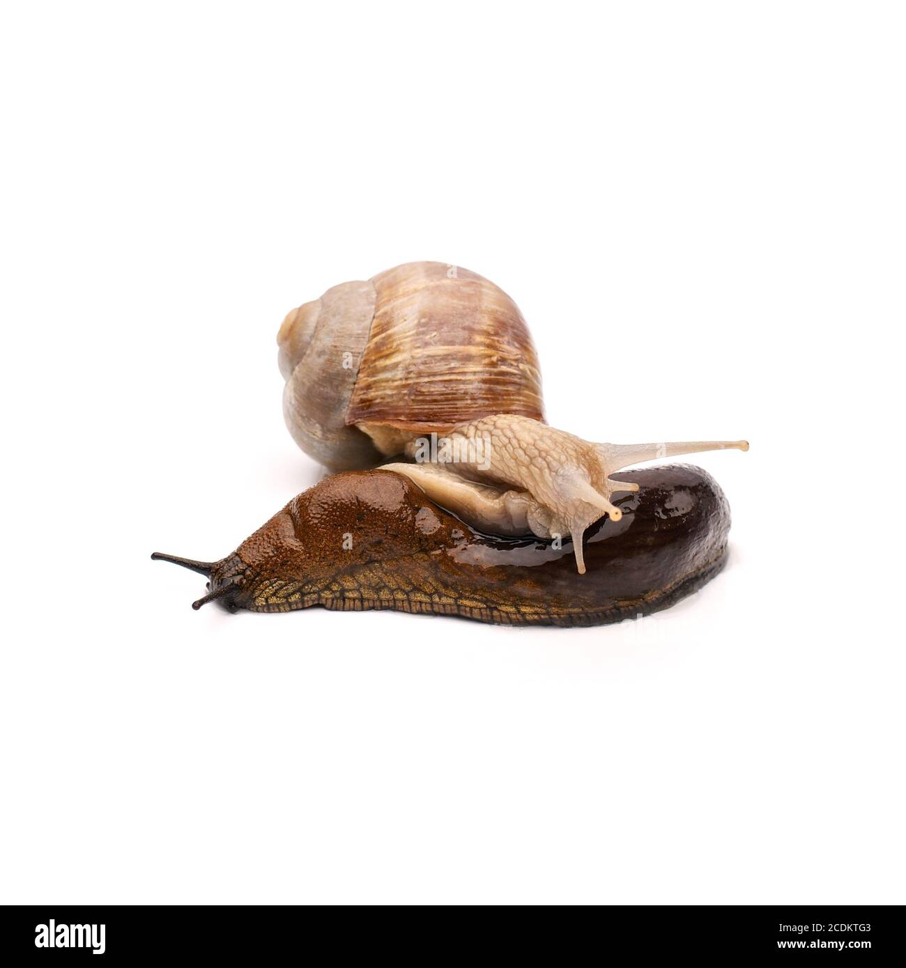 Roman Snail crawls over Slug Stock Photo