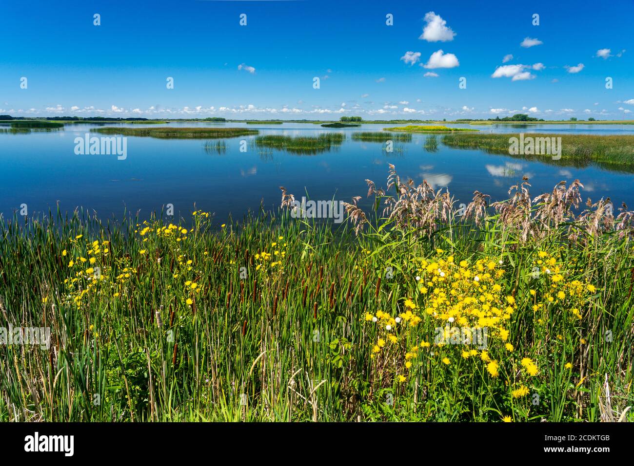 Wetland marsh hires stock photography and images Alamy