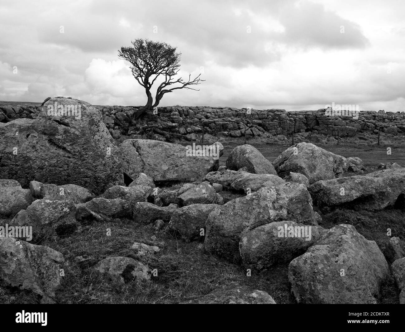 iconic lone craggy Hawthorn Tree (Crataegus monogyna) on limestone pavement silhouetted against grey sky at Malham North Yorkshire, England, UK Stock Photo