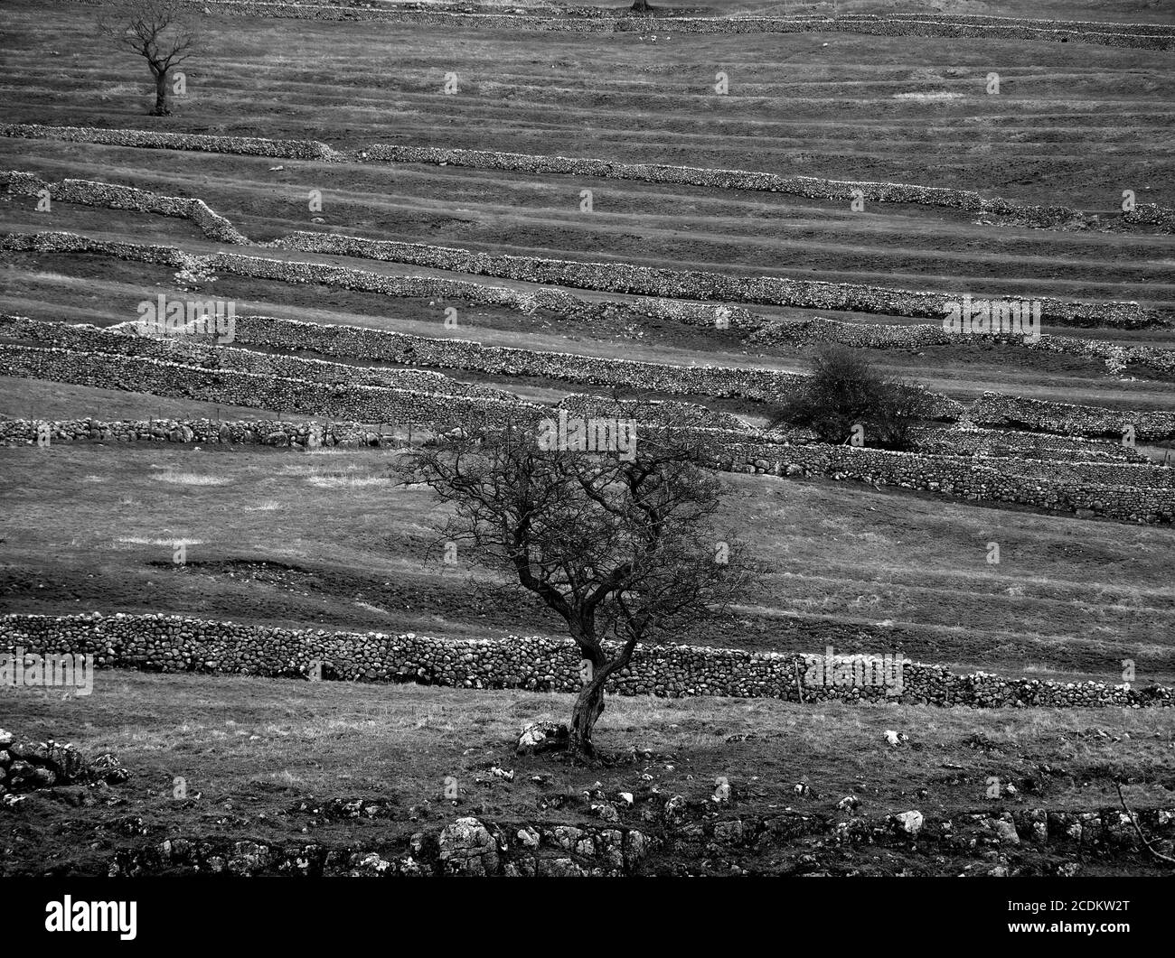 scoured landscape of gnarled trees and thin fields divided by parallel dry stone walls at Malham in the Yorkshire Dales National Park, England, UK Stock Photo
