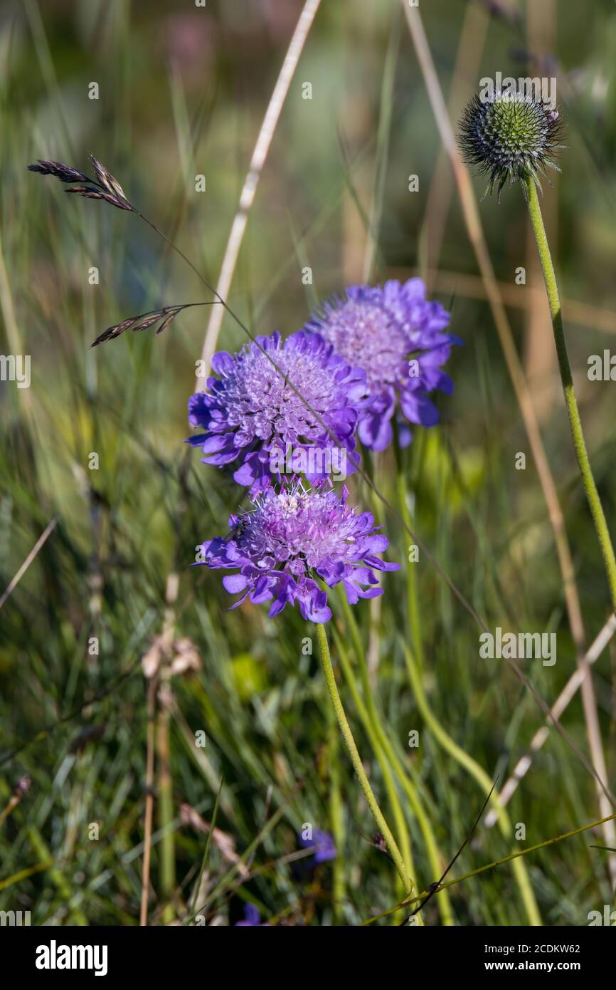 Aster Alpinus flowers growing wild in the Dolomites Stock Photo