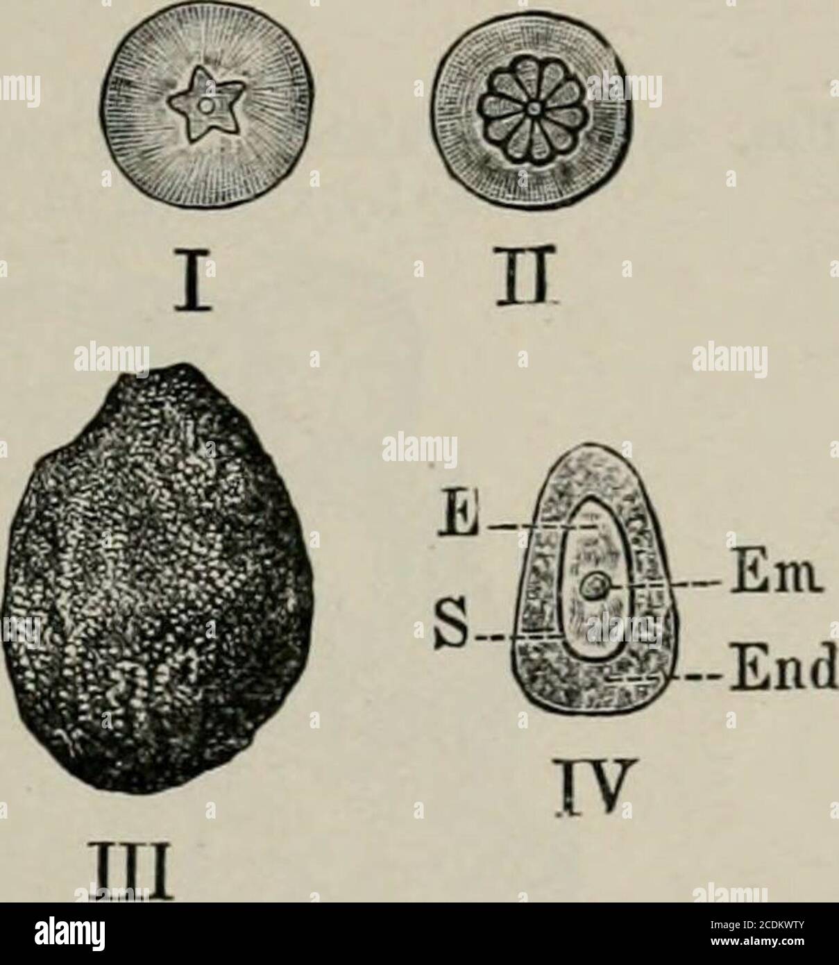 . The microscopy of vegetable foods, with special reference to the detection of adulteration and the diagnosis of mixtures . aftiger Fruchte. Ztschr. Natunv. 1886, 59, 295.MuLLER u Blau: Fructus Myrtilli. Pharm. Post, Wien, 1902, 35, 461. HUCKLEBERRY. This wild berry (Gaylussacia resinosa Torr. and Gray) is abundantin the northern United States, and furnishes large quantities of fruit forthe market. The fruit is globular in form, blue-black in color, and i cm. or lessin diameter (Fig. 290, I and //). It is not a true berry, but a ten-celleddrupe, the hard coverings of the so-called seedsbeing Stock Photo
