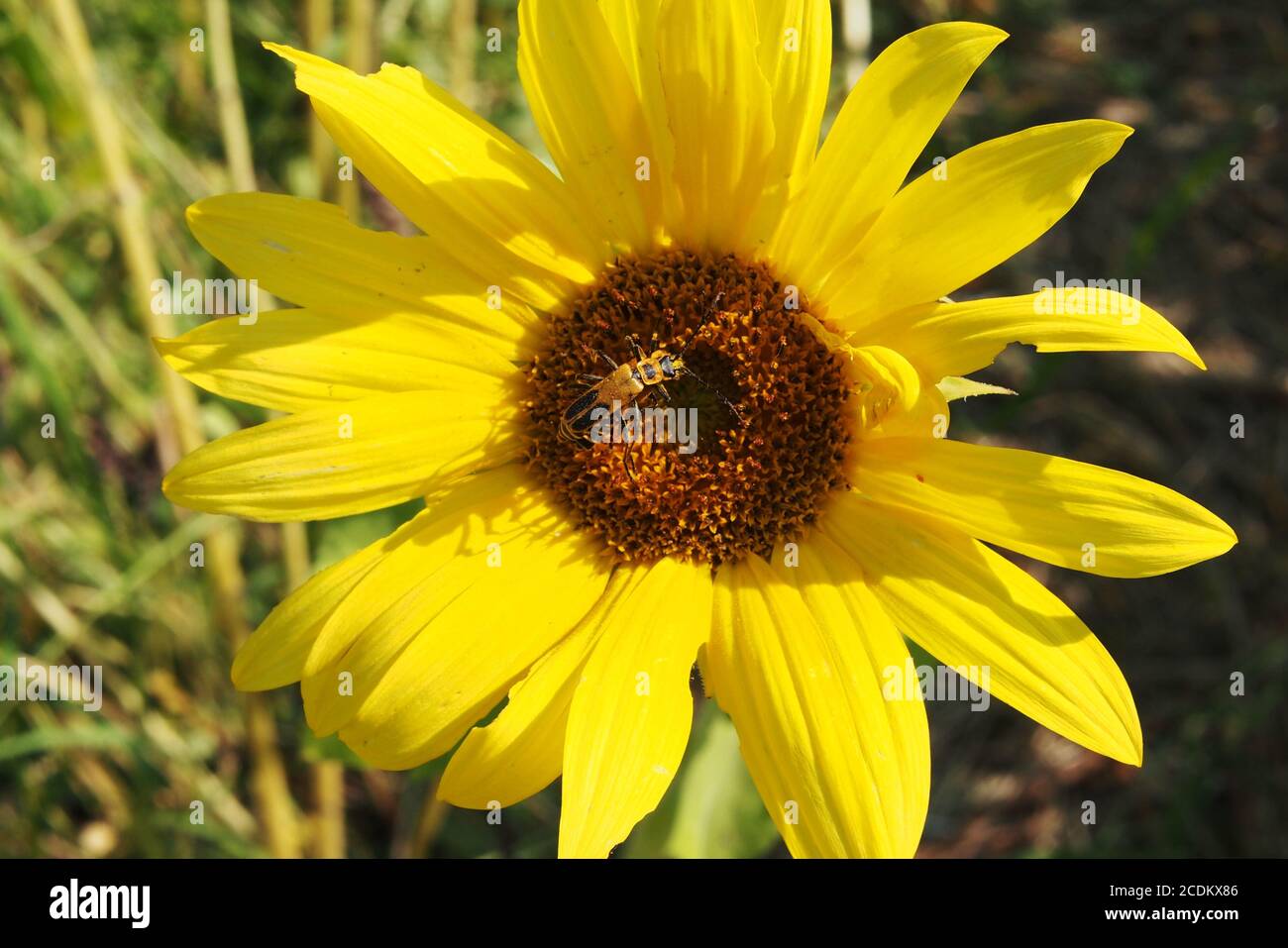 Two goldenrod soldier beetle (Chauliognathus pensylvanicus) mating on a