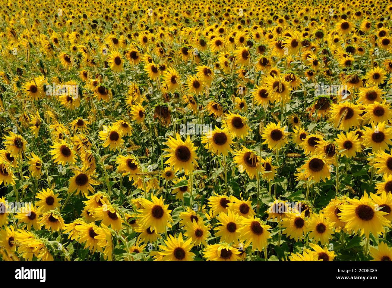 Field of sunflowers (Helianthus annuus) at the Experimental Farm