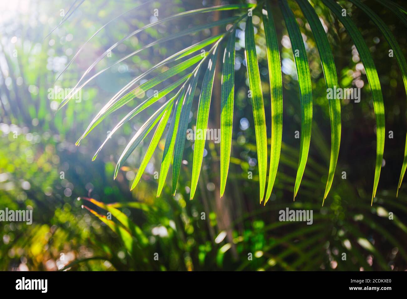 Palm leaf. Patterns and texture of palm leaves. Macro Stock Photo - Alamy