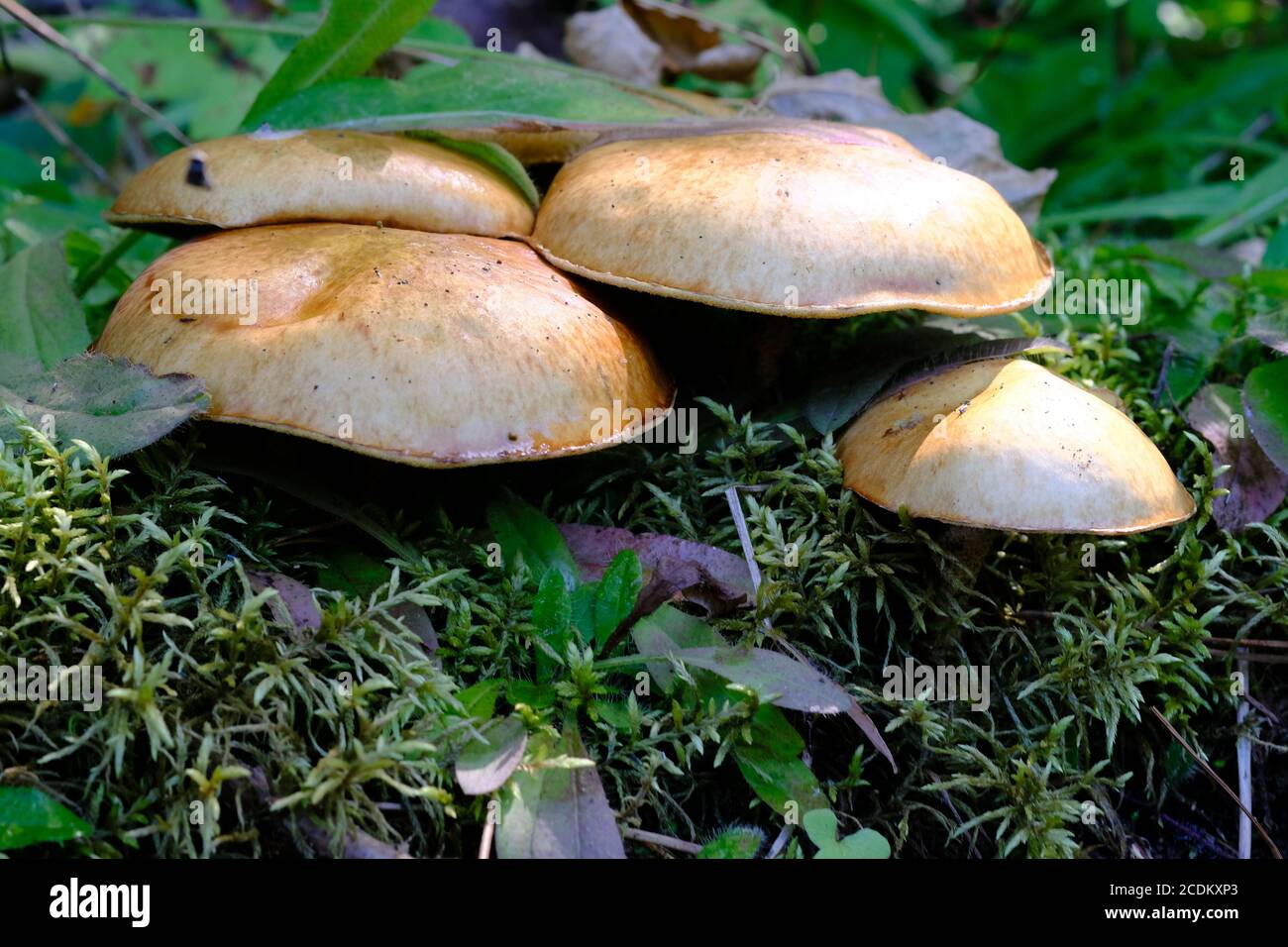 Cluster of brown, large capped mushrooms (Gymnopilus spectabilis?) in a Quebec forest, Wakefield, Canada. Stock Photo