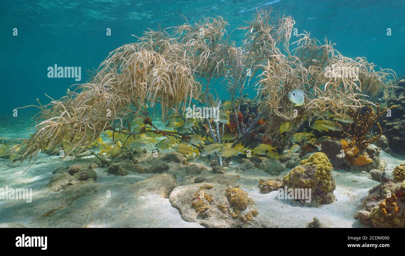 Underwater Caribbean sea, shoal of tropical fish below sea plume soft coral Stock Photo