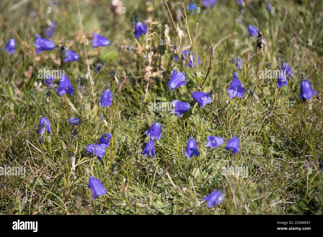 Blue Harebell flowers blooming in the Dolomites Stock Photo