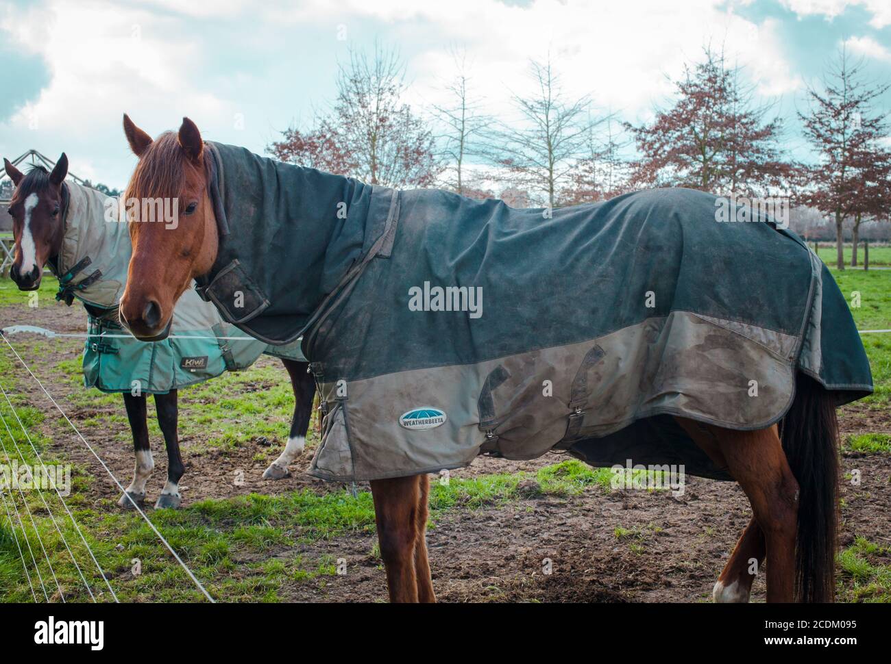 New Zealand Countryside, iconic kiwi scenes: horses with their winter coats on (to protect them from frosty nights). Stock Photo