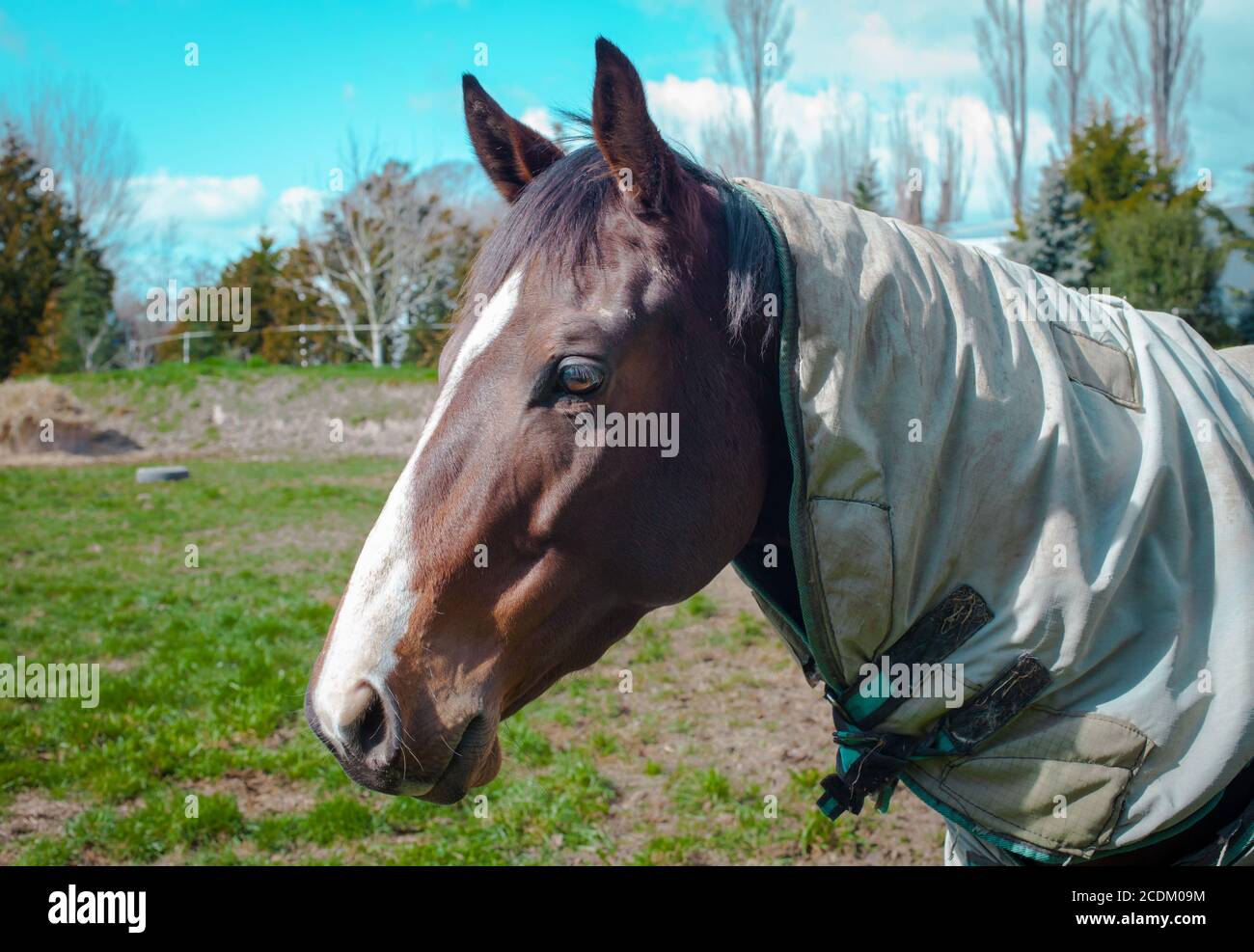 New Zealand Countryside, iconic kiwi scenes: horses with their winter coats on (to protect them from frosty nights). Stock Photo