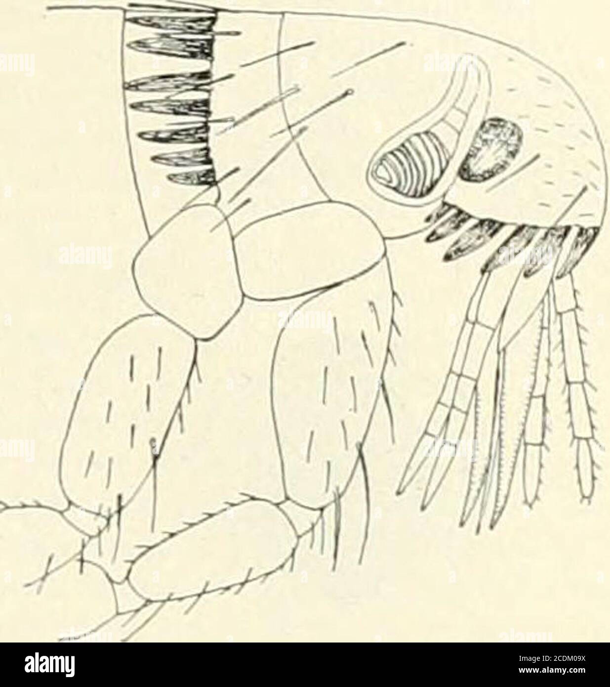 . A Reference handbook of the medical sciences embracing the entire range of scientific and practical medicine and allied science . Fig. 2m3.Pule.r irritans. Headand pronotum, sbowing form andabsence of combs. (Authors il-lustration,Dep. Ag.). Fig. SSSi.—PiiUx nen-aticeps. Frontpai-t of body sbowing combs on headand pronotum, enlarged. (Authorsillustration, Bull. United States Dep.Ag.) bristles on the abdominal segments, the large luale clasp-ers, and the dark reddish or piceous color. It has a verywide distribution over the world, and has been a fa-miliar if not welcome guest in dwellings fr Stock Photo