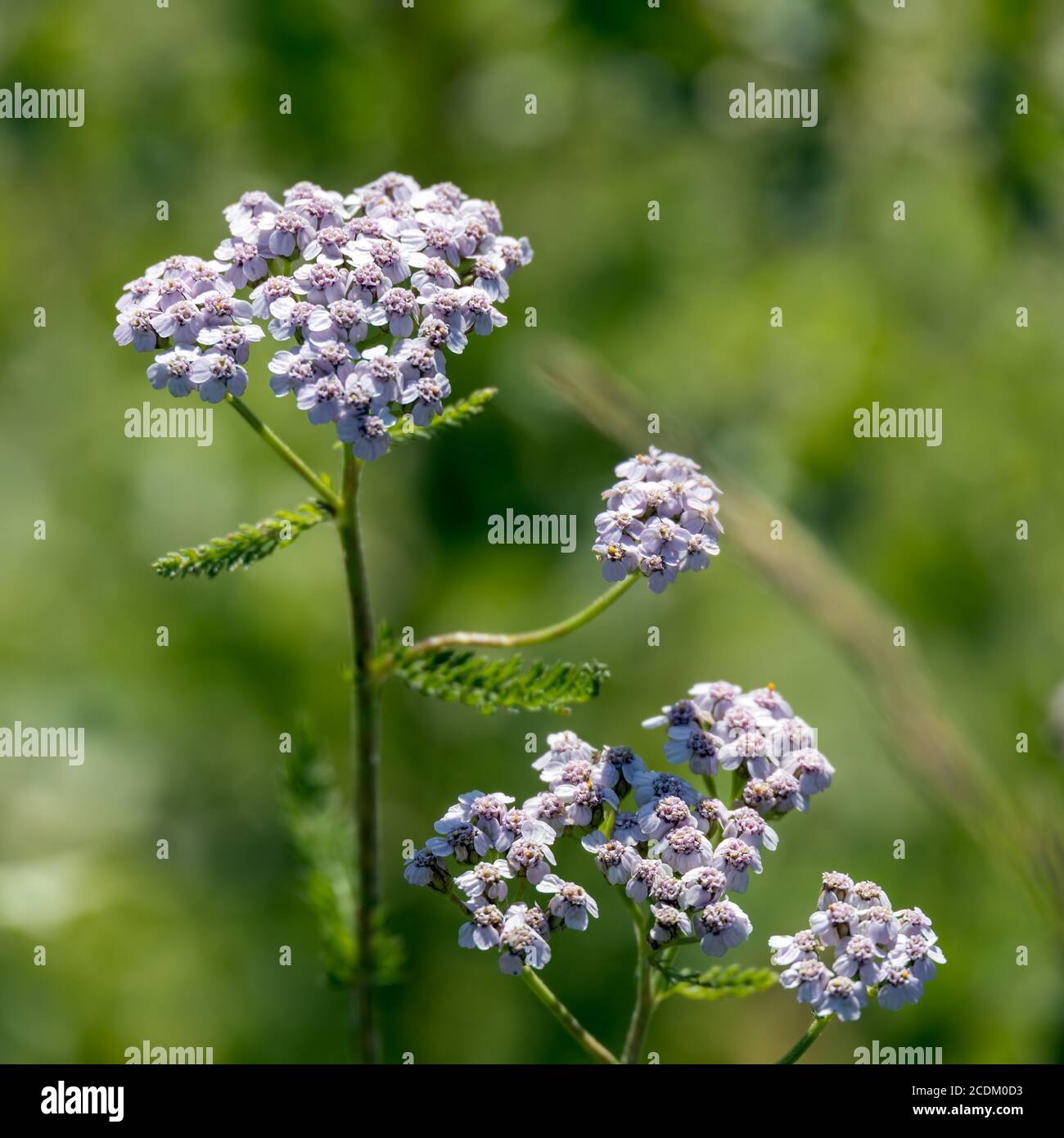 Pink flowerhead of a Common Yarrow (Achillea millefolium L.) blooming in the Dolomites Stock Photo
