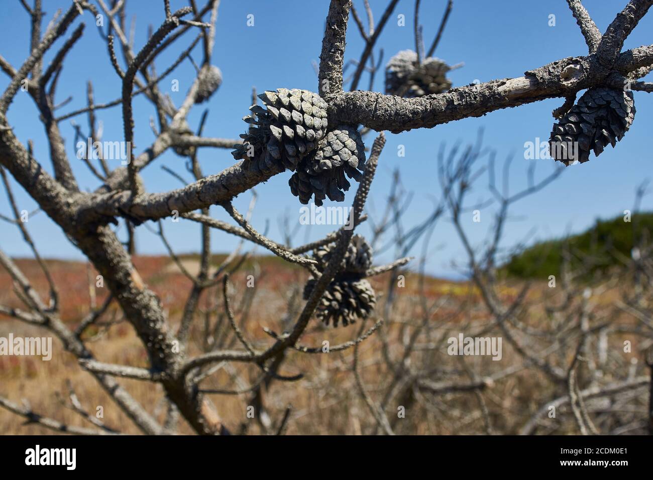 Old dead pine trees in hi-res stock photography and images - Alamy