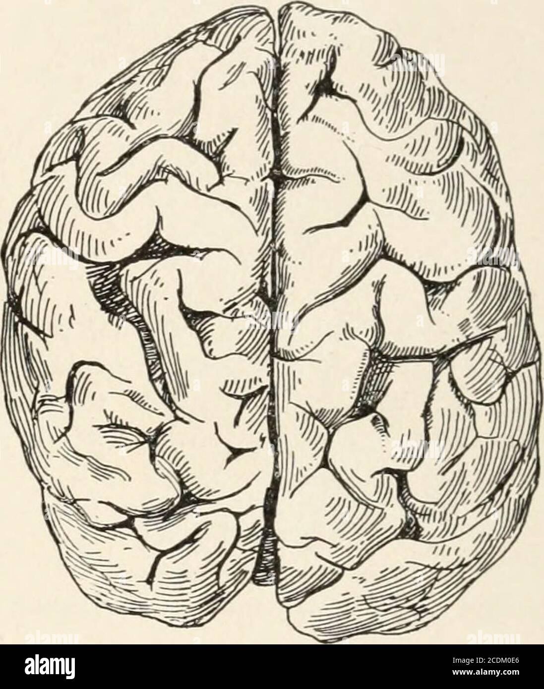 Evolution and animal life; an elementary discussion of facts, processes,  laws and theories relating to the life and evolution of animals . FIG.  289.—Top of brain of a seven-to-eight months human