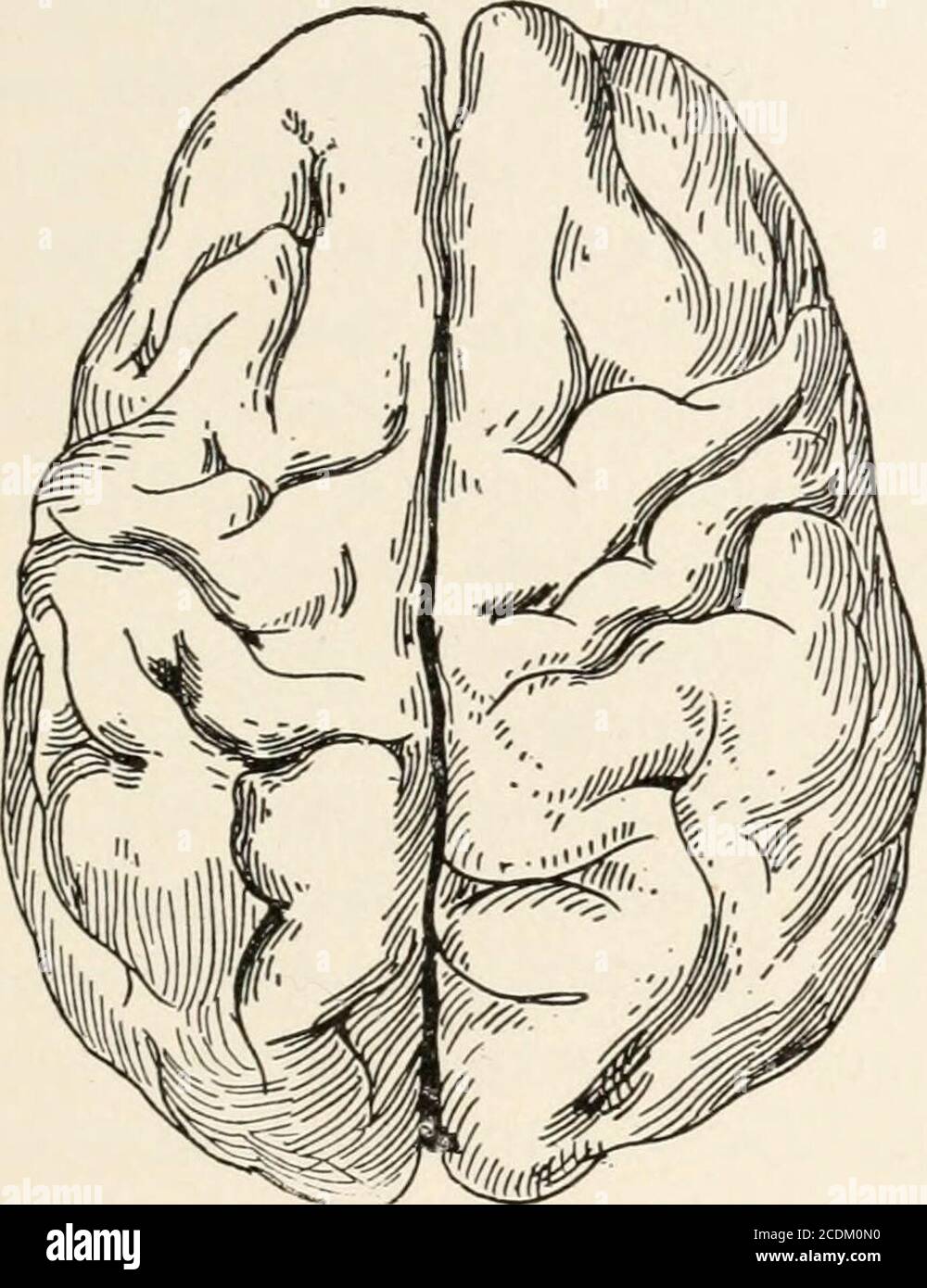 Evolution and animal life; an elementary discussion of facts, processes, laws and theories relating to the life and evolution of animals . FIG. 288.—A young gorilla of the LeipsigZoological Garden. (From Evolution and animal life; an elementary discussion of facts, processes, laws and theories relating to the life and evolution of animals . FIG. 288.—A young gorilla of the LeipsigZoological Garden. (From