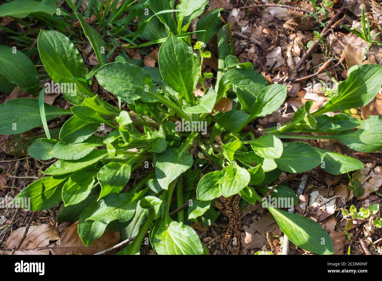 Red campion (Silene dioica), leaves, Netherlands, Frisia Stock Photo