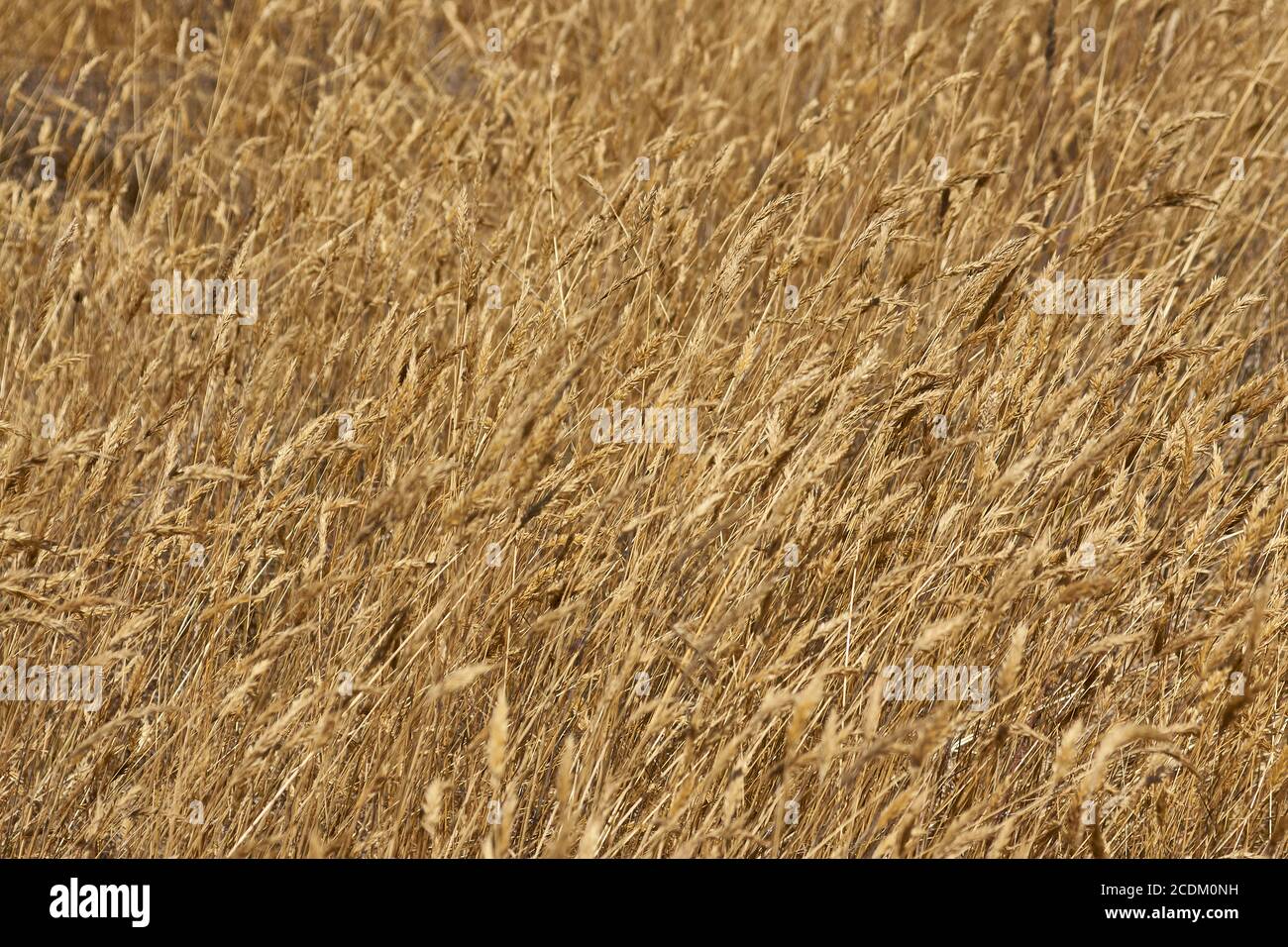 dry brown grasses blowing in the wind Stock Photo