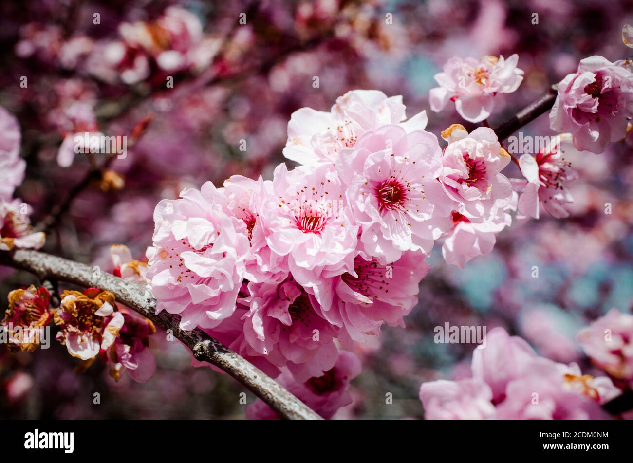 New Zealand Countryside, iconic kiwi scenes: Plum Trees resplendent with Spring Blossoms. Stock Photo