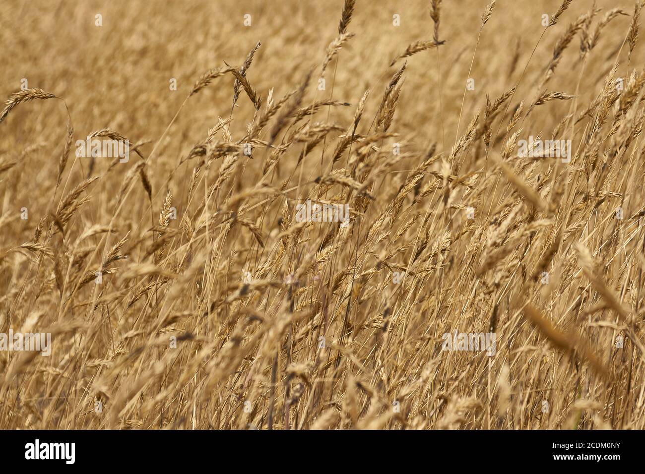 dry brown grasses blowing in the wind Stock Photo