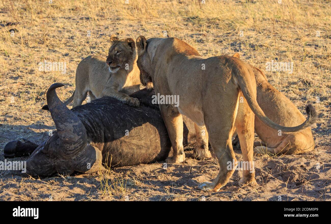 Lion Cub and Lioness standing over a recent Buffalo kill, with the cub ...