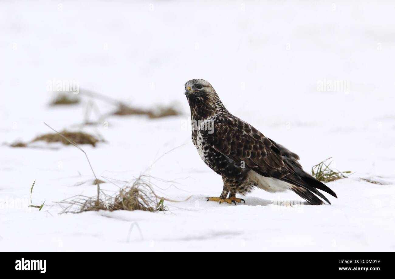 American rough-legged buzzard (Buteo lagopus), female perching on the snow-covered ground, side view, Denmark Stock Photo