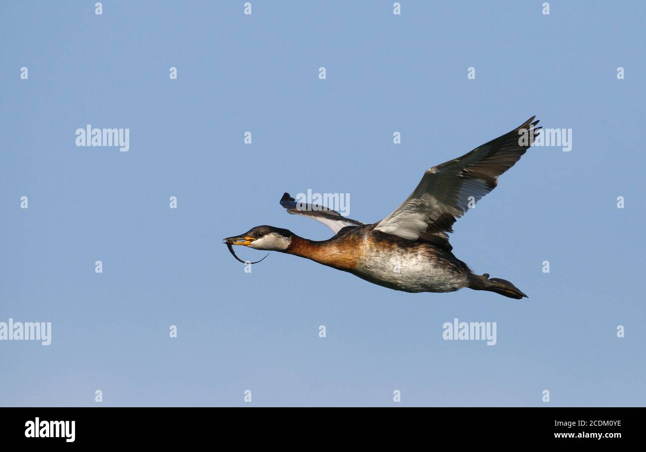 Grebe in flight hi-res stock photography and images - Alamy