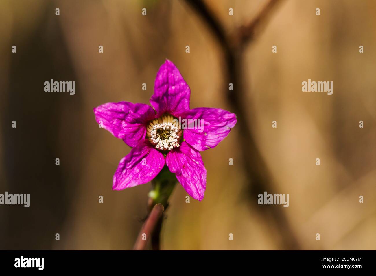 salmon raspberry, salmonberry (Rubus spectabilis), flower, Netherlands
