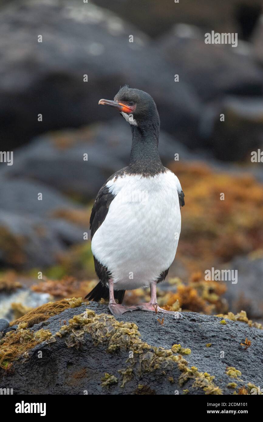 Campbell shag (Phalacrocorax campbelli, Leucocarbo campbelli), perching on a seaweed covered rock on the shore, side glance, New Zealand, Campbell Stock Photo